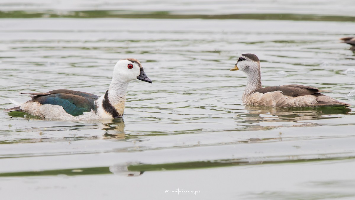 Cotton Pygmy-Goose - Weeds S