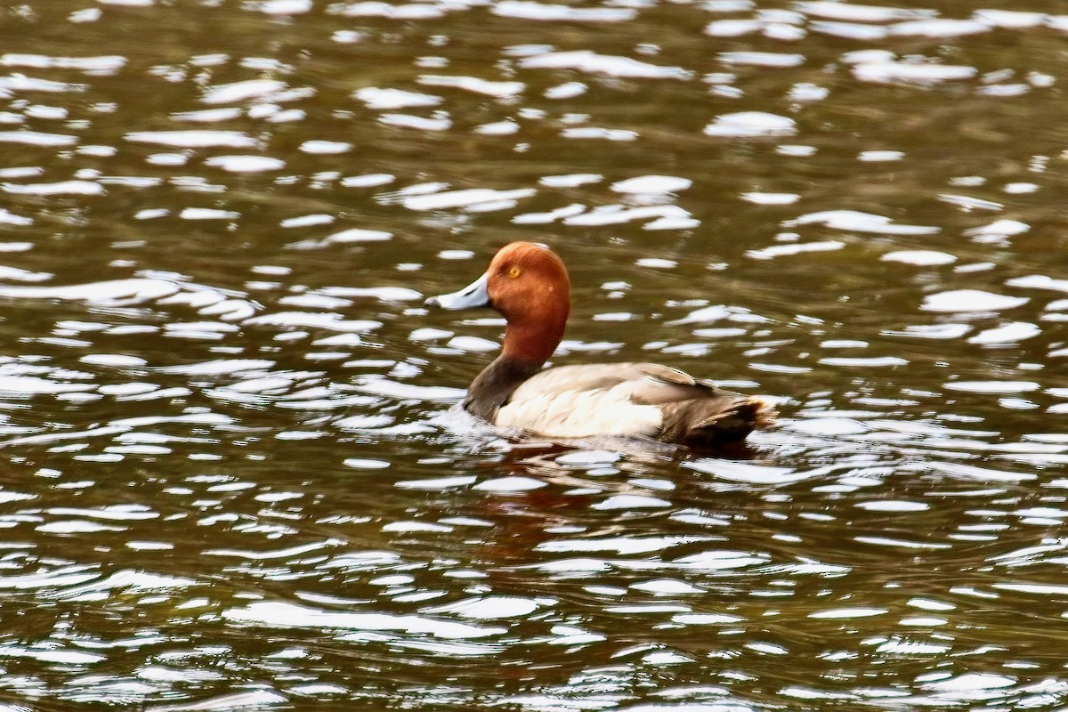 Redhead - Normand Laplante