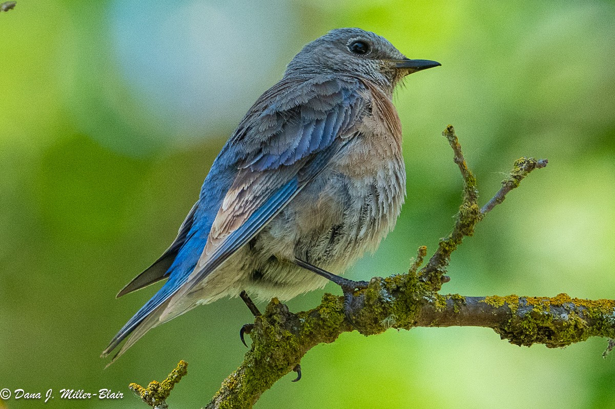 Western Bluebird - Dana Miller-Blair