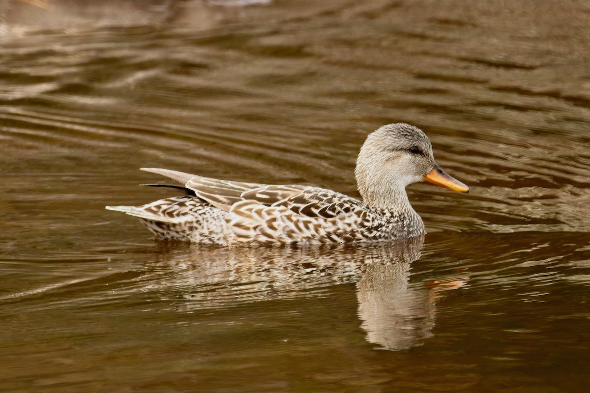 Gadwall - Normand Laplante