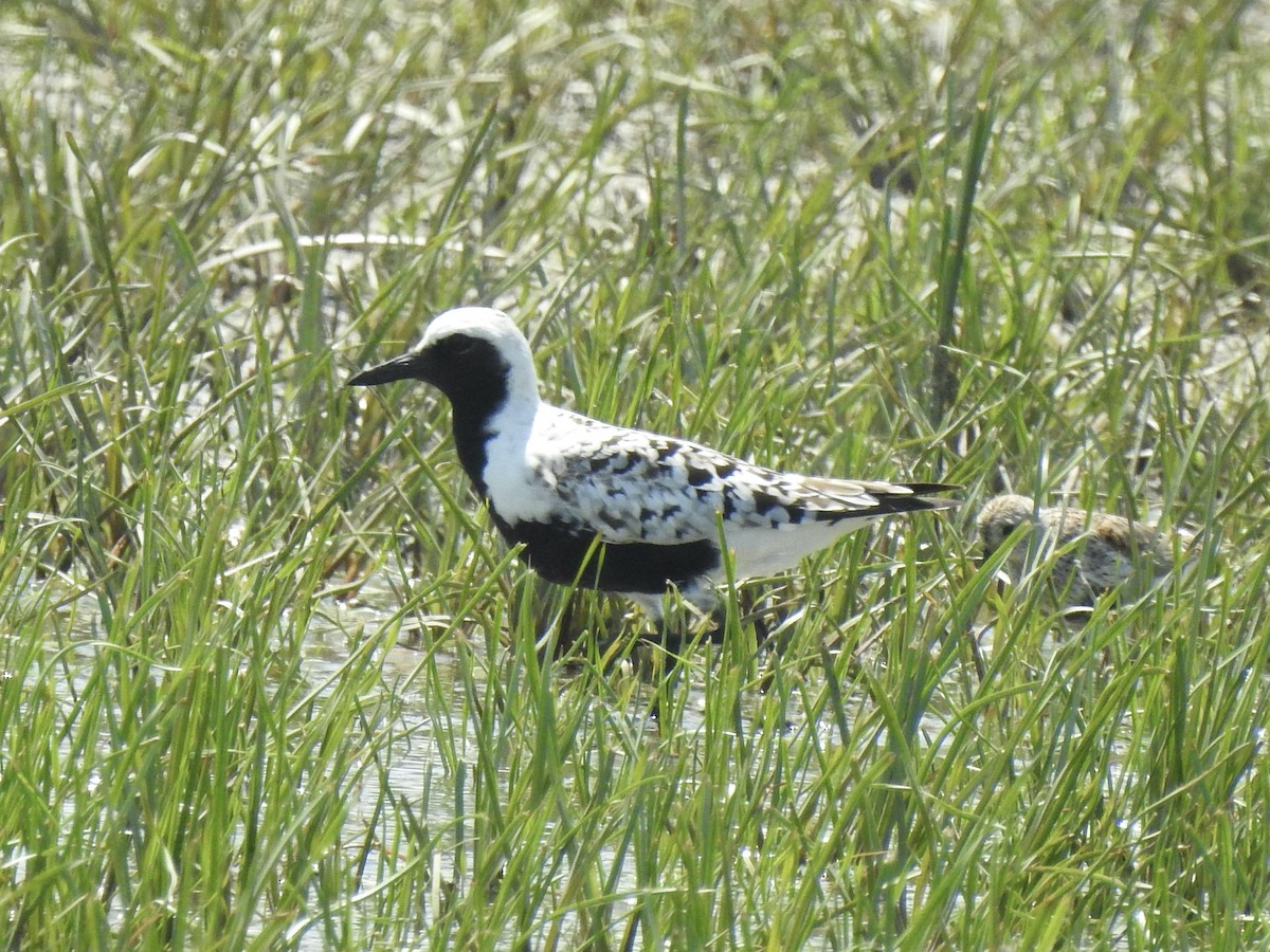 Black-bellied Plover - Chris Burris