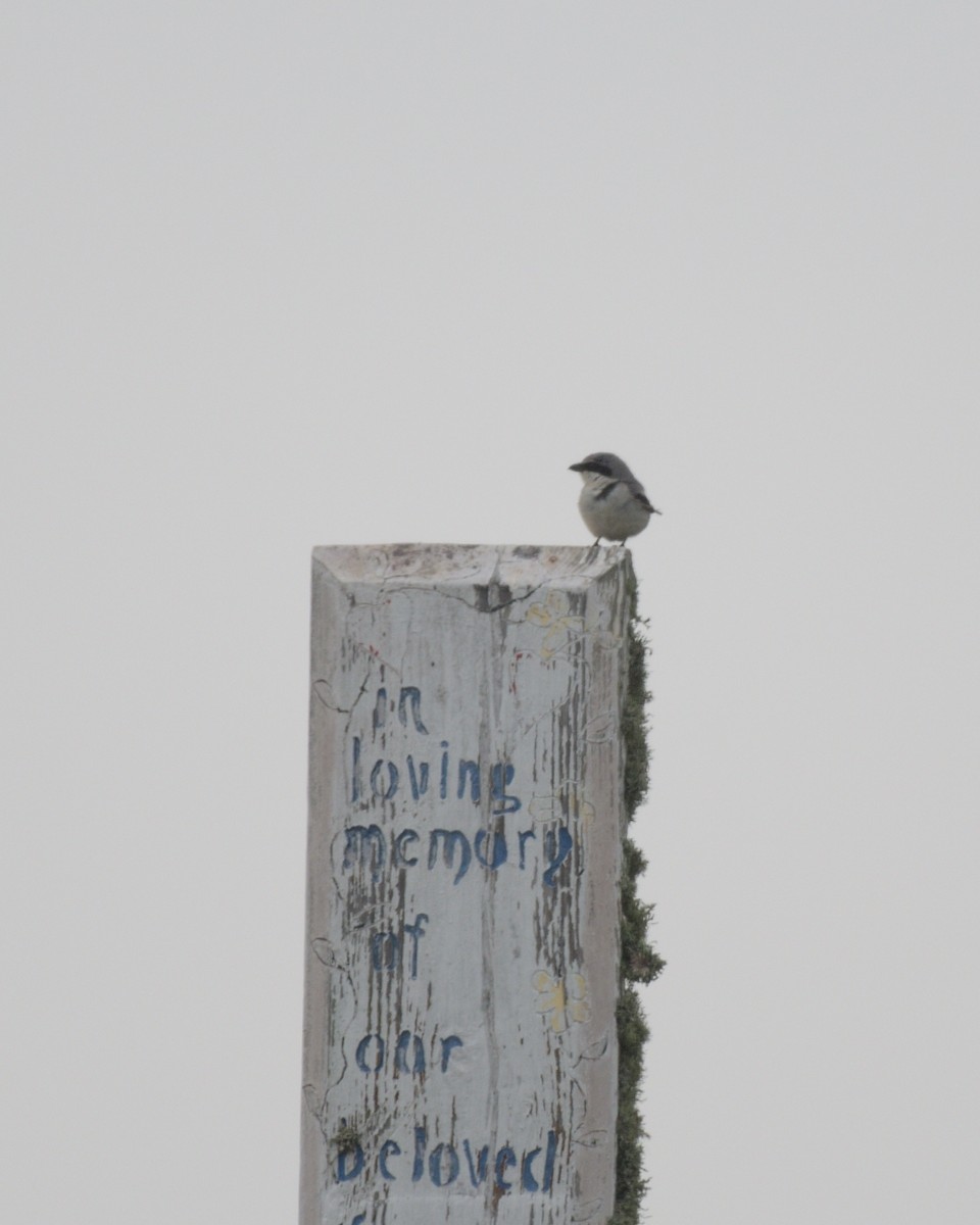 Loggerhead Shrike - M Kelly