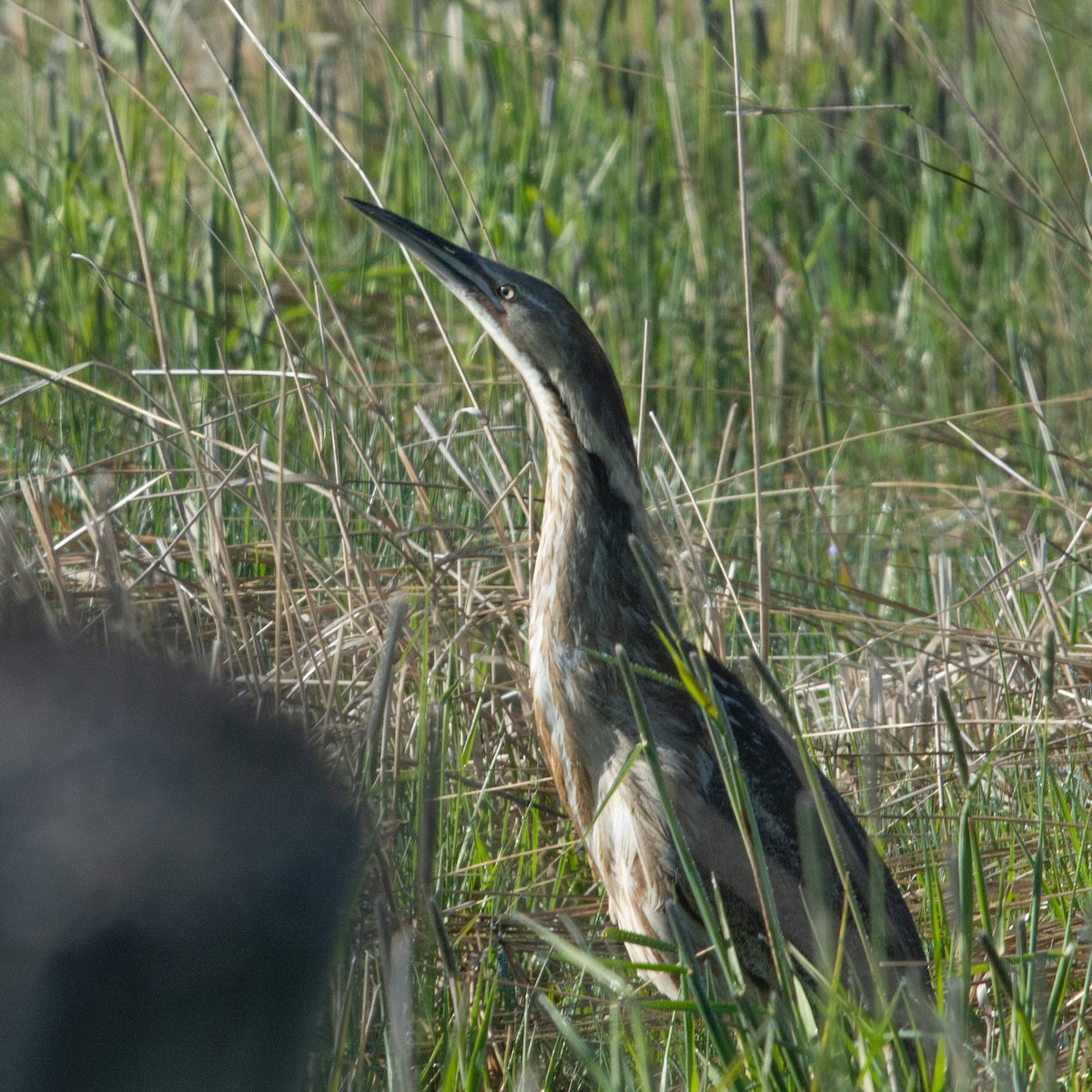 American Bittern - ML619552603