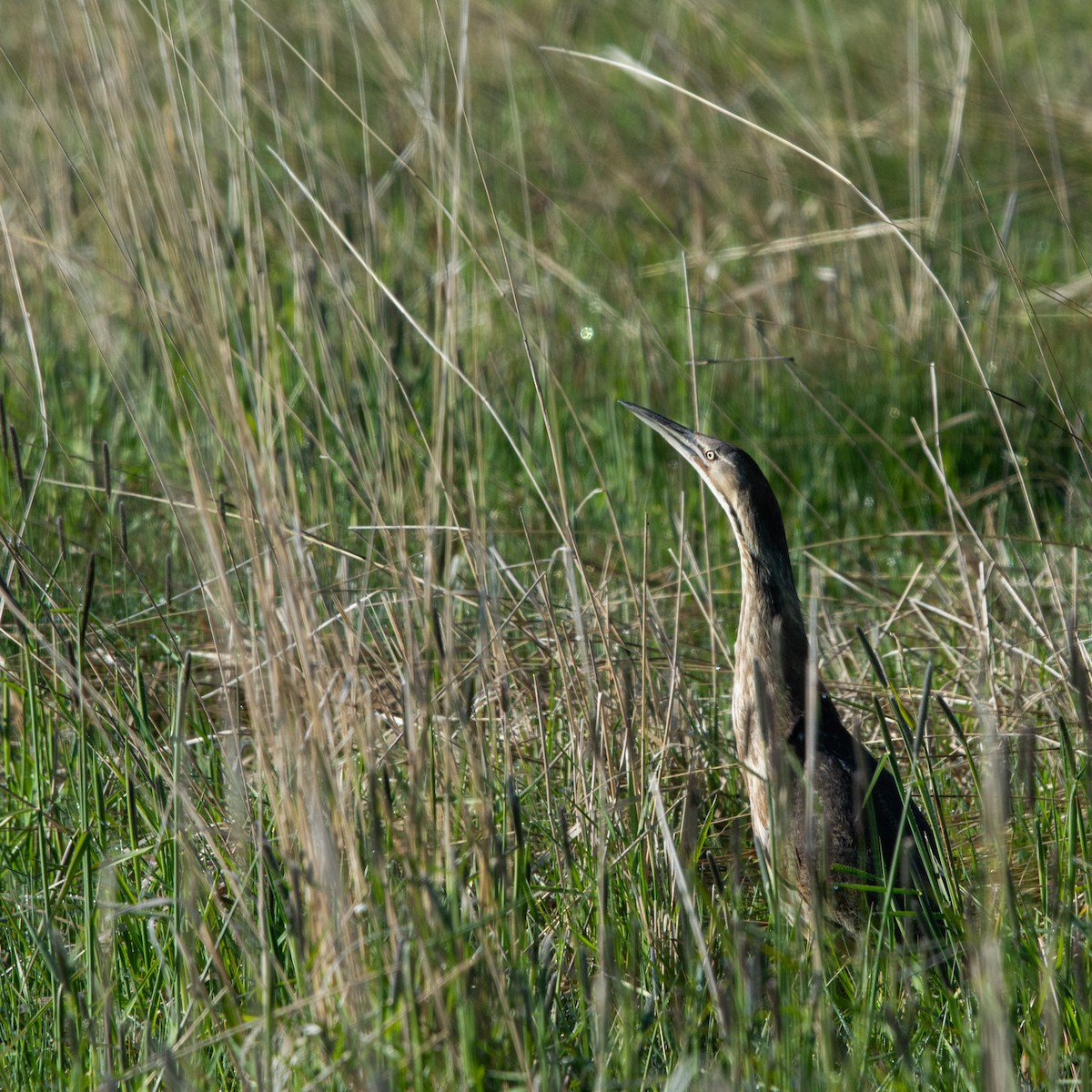 American Bittern - Brendan Burns