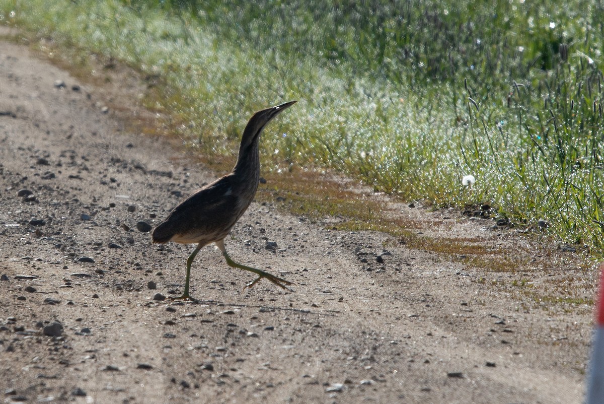 American Bittern - Brendan Burns