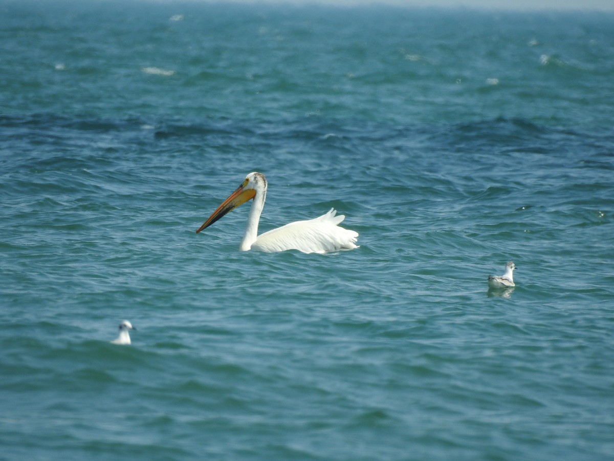 American White Pelican - Chris Burris