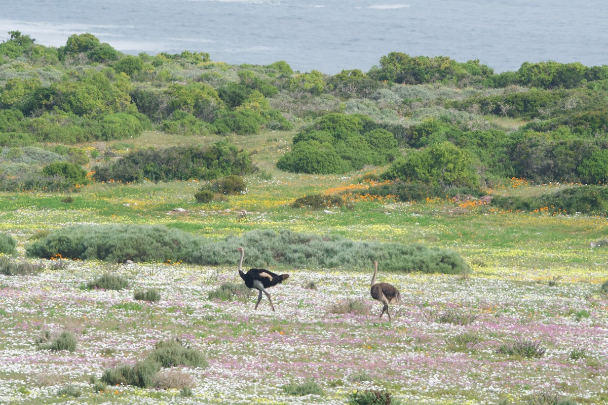 Common Ostrich - ML619552610