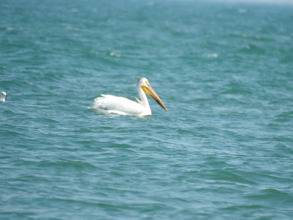 American White Pelican - Chris Burris