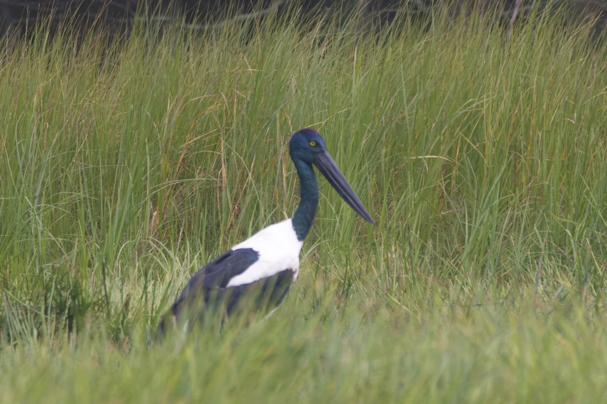 Black-necked Stork - Patrick Reed