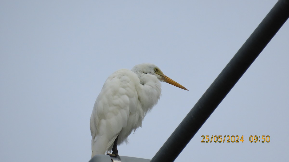 Plumed Egret - Norton Gill