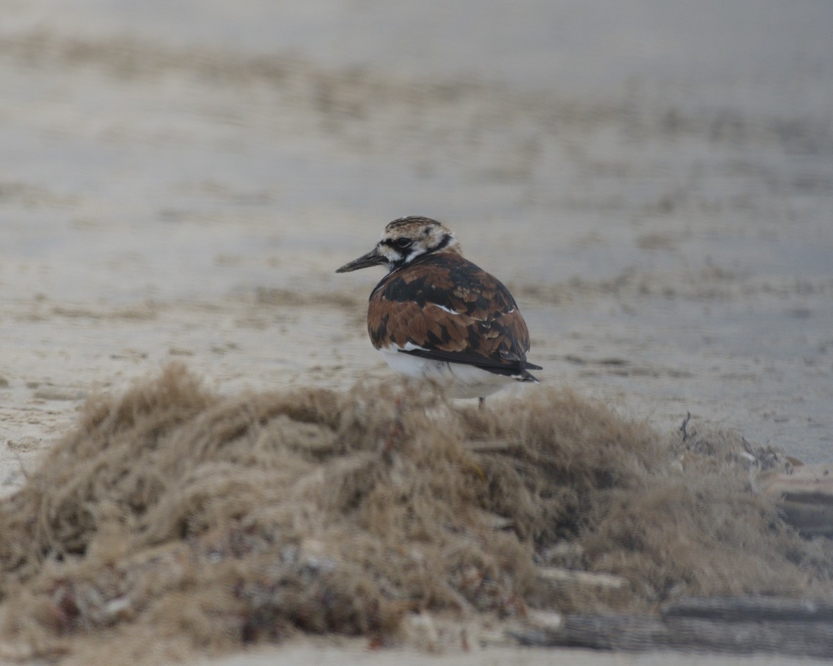 Ruddy Turnstone - M Kelly