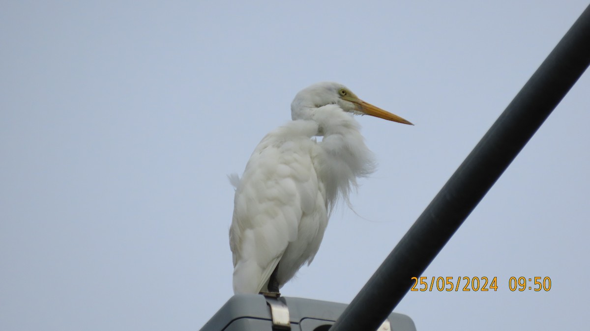 Plumed Egret - Norton Gill