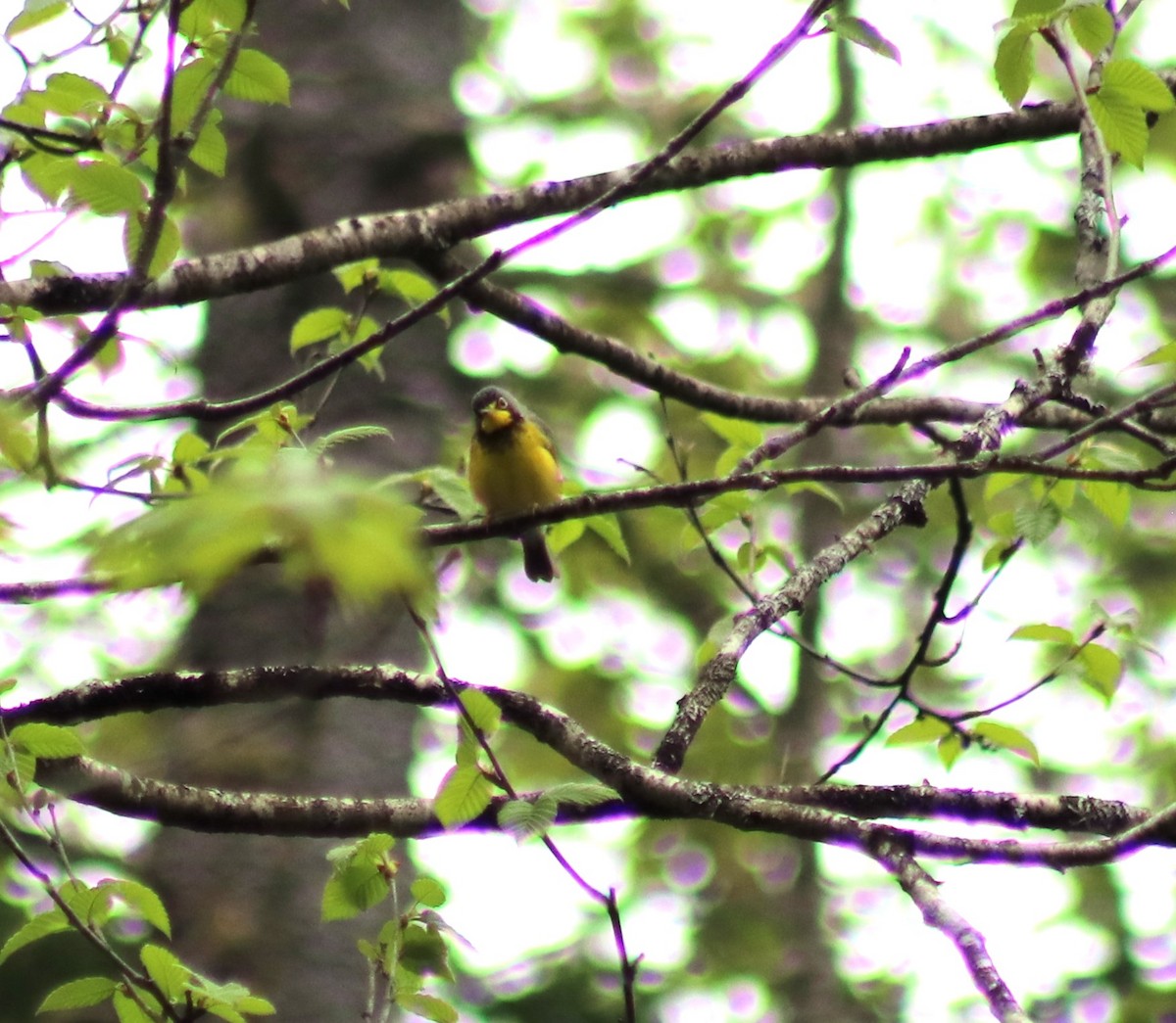 Canada Warbler - Cindy Grimes