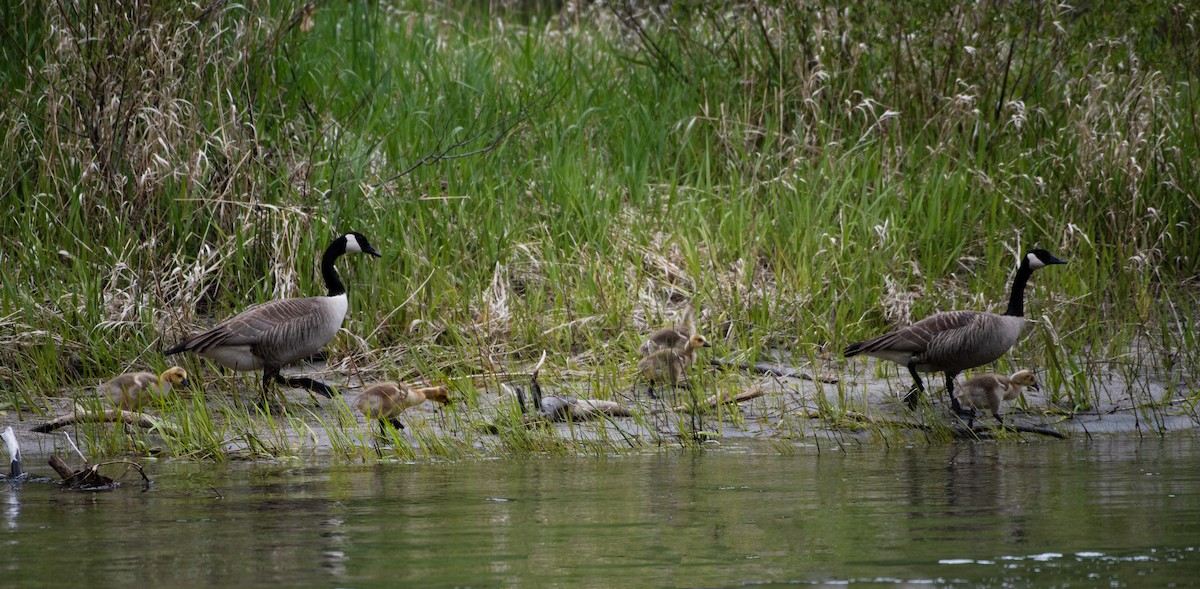 Canada Goose - Marilyn Sherling