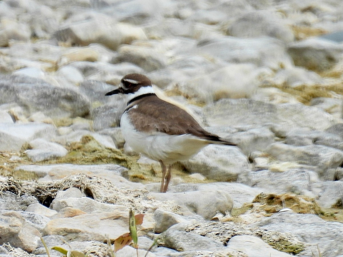 Killdeer - Melody Walsh