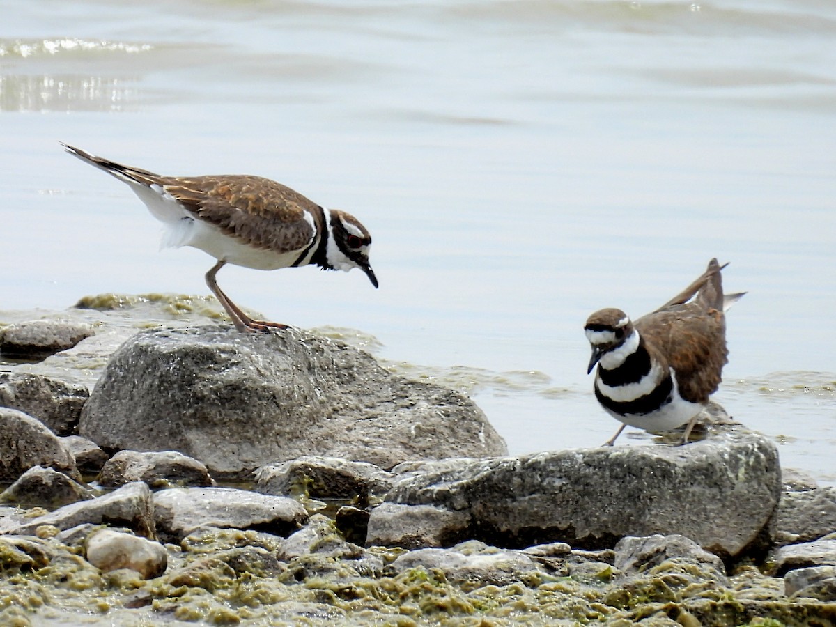 Killdeer - Melody Walsh