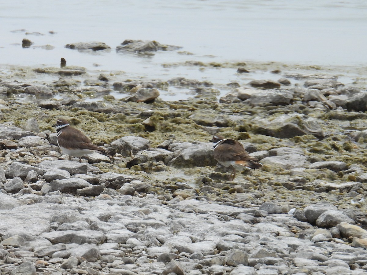 Killdeer - Melody Walsh