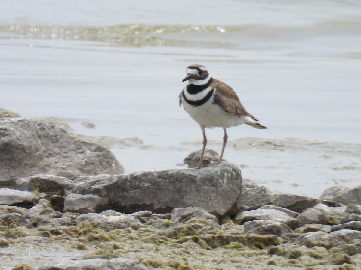 Killdeer - Melody Walsh