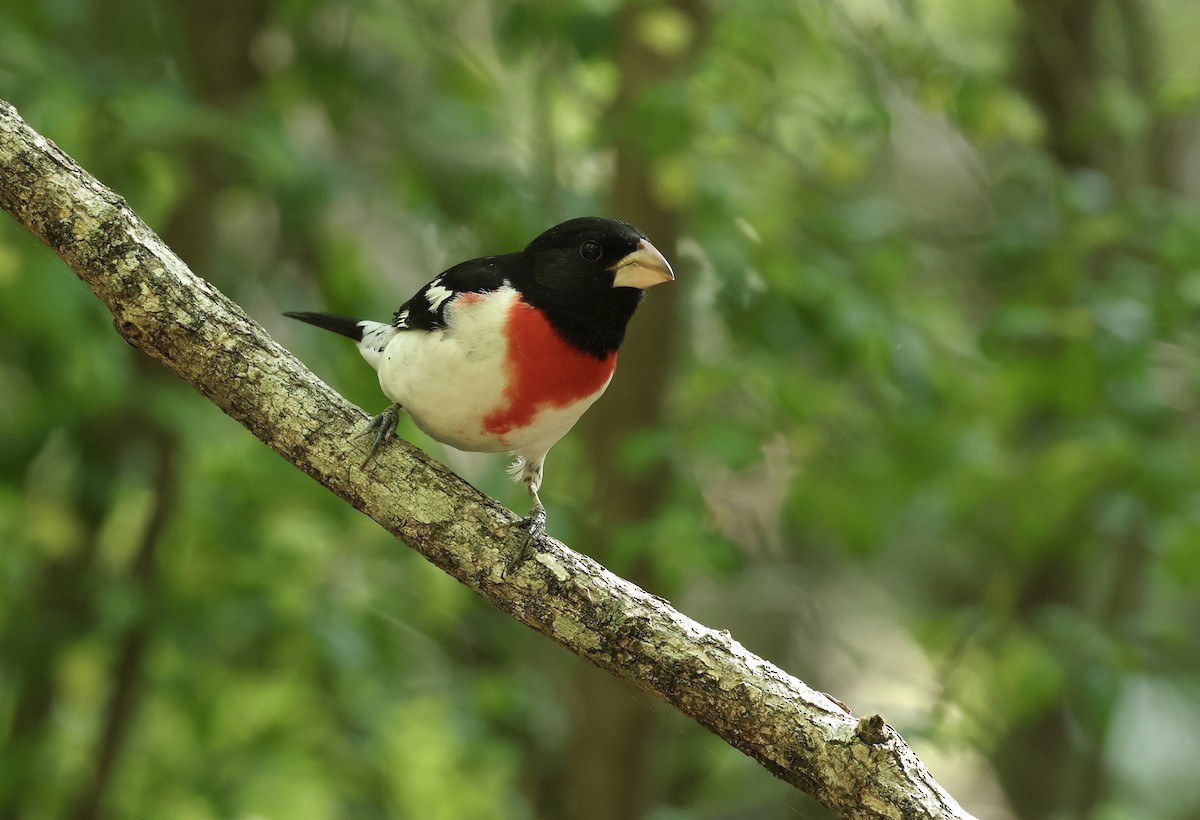 Rose-breasted Grosbeak - Grace Simms  🐦‍⬛