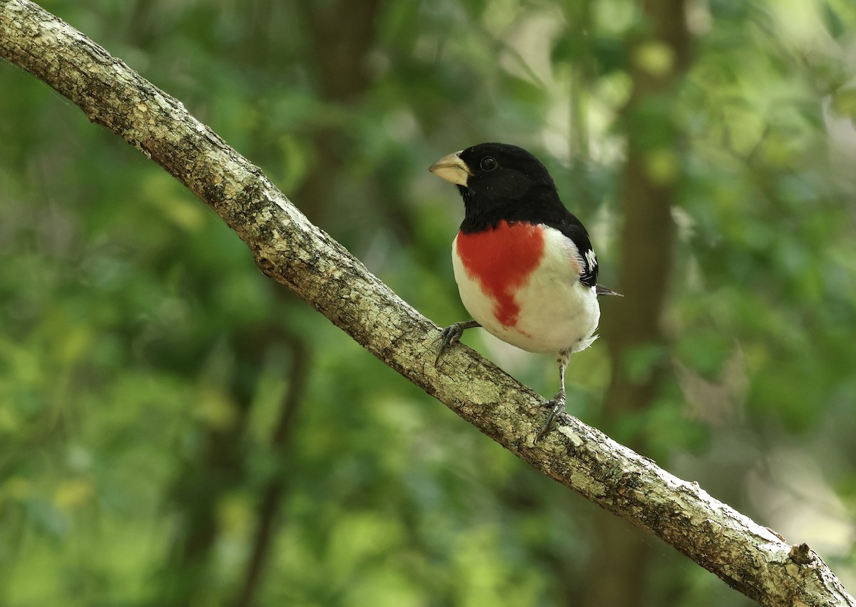 Rose-breasted Grosbeak - Grace Simms  🐦‍⬛