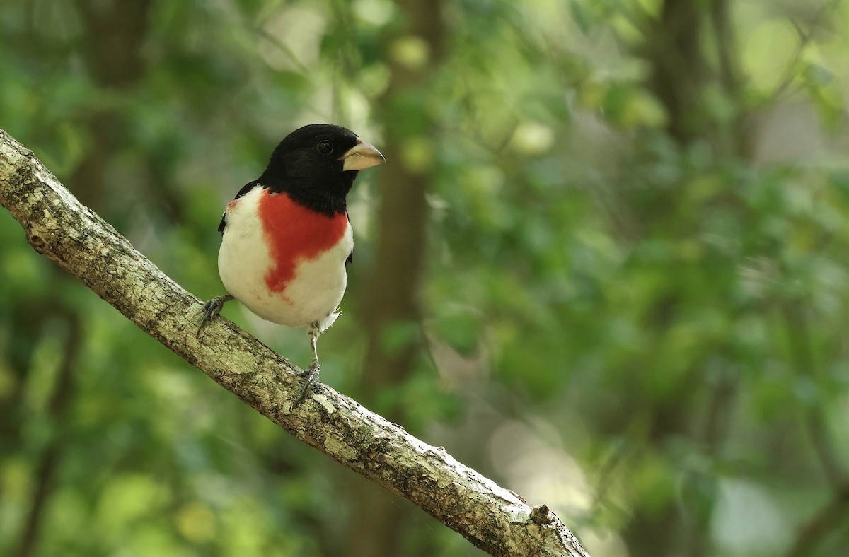 Rose-breasted Grosbeak - Grace Simms  🐦‍⬛