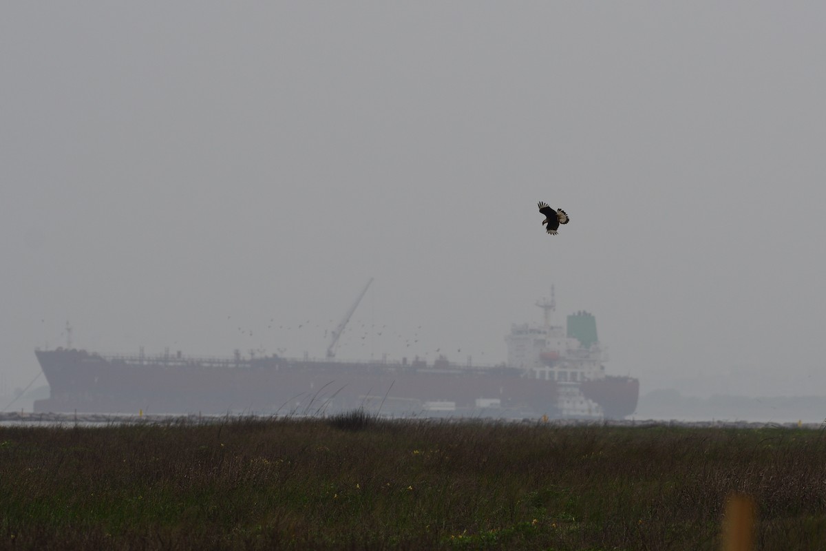 Crested Caracara - ML619552651