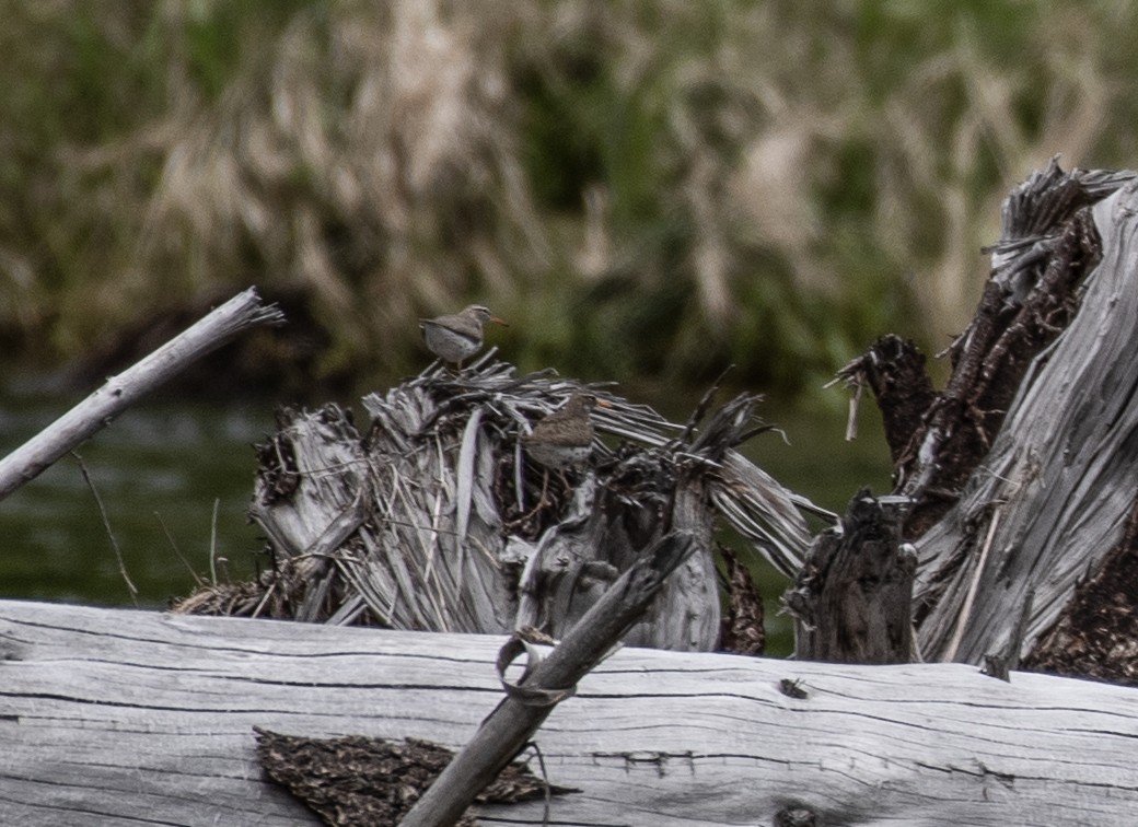 Spotted Sandpiper - Marilyn Sherling