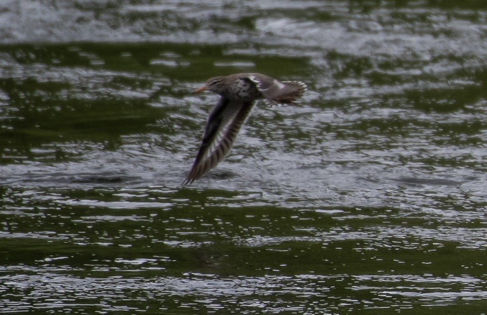 Spotted Sandpiper - Marilyn Sherling