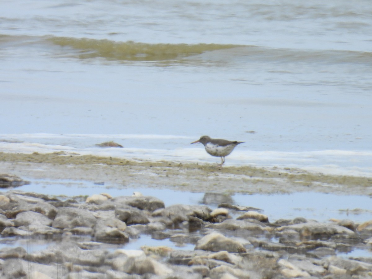 Spotted Sandpiper - Melody Walsh