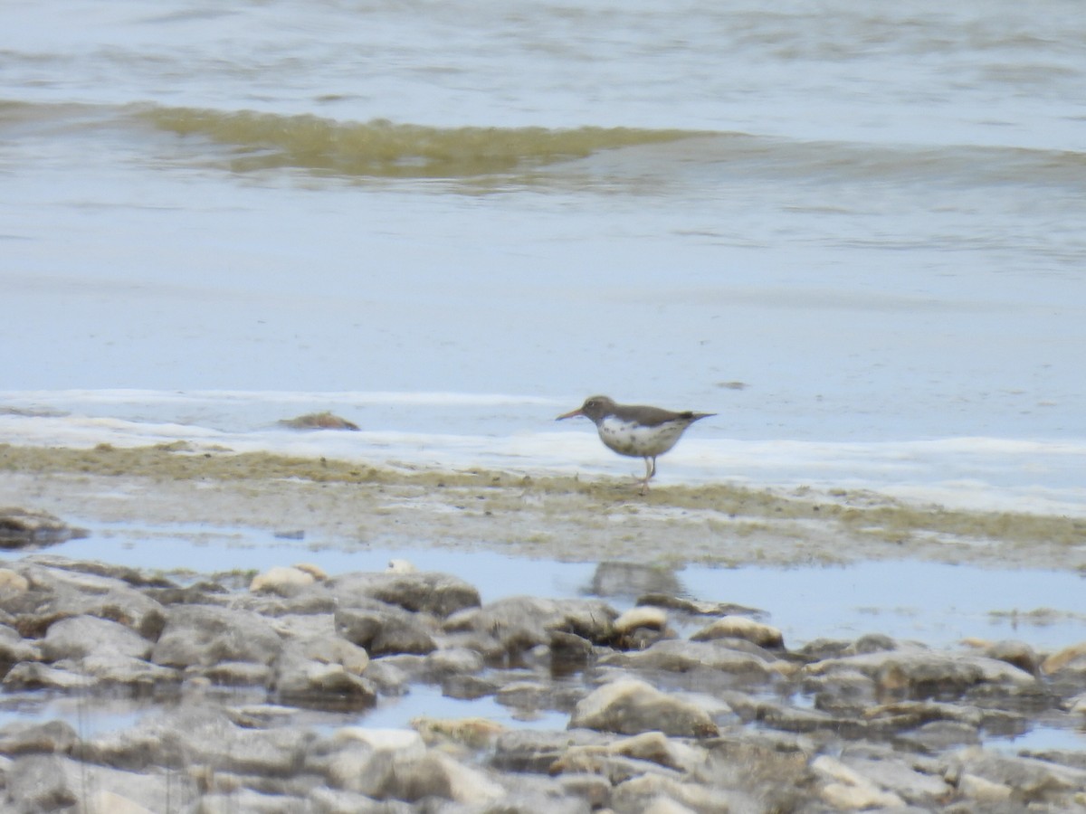 Spotted Sandpiper - ML619552658