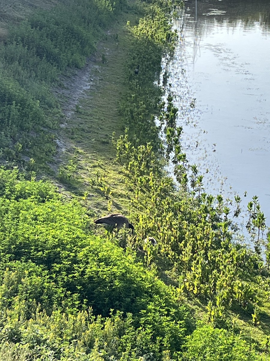 Canada Goose - Nick Krolikowski