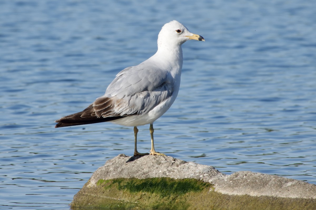 Ring-billed Gull - ML619552660