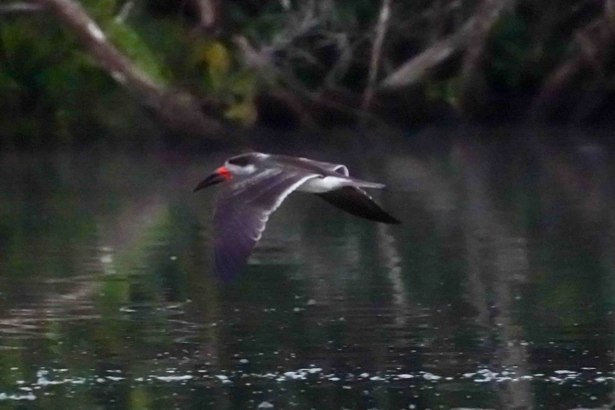 Black Skimmer - Celesta von Chamier