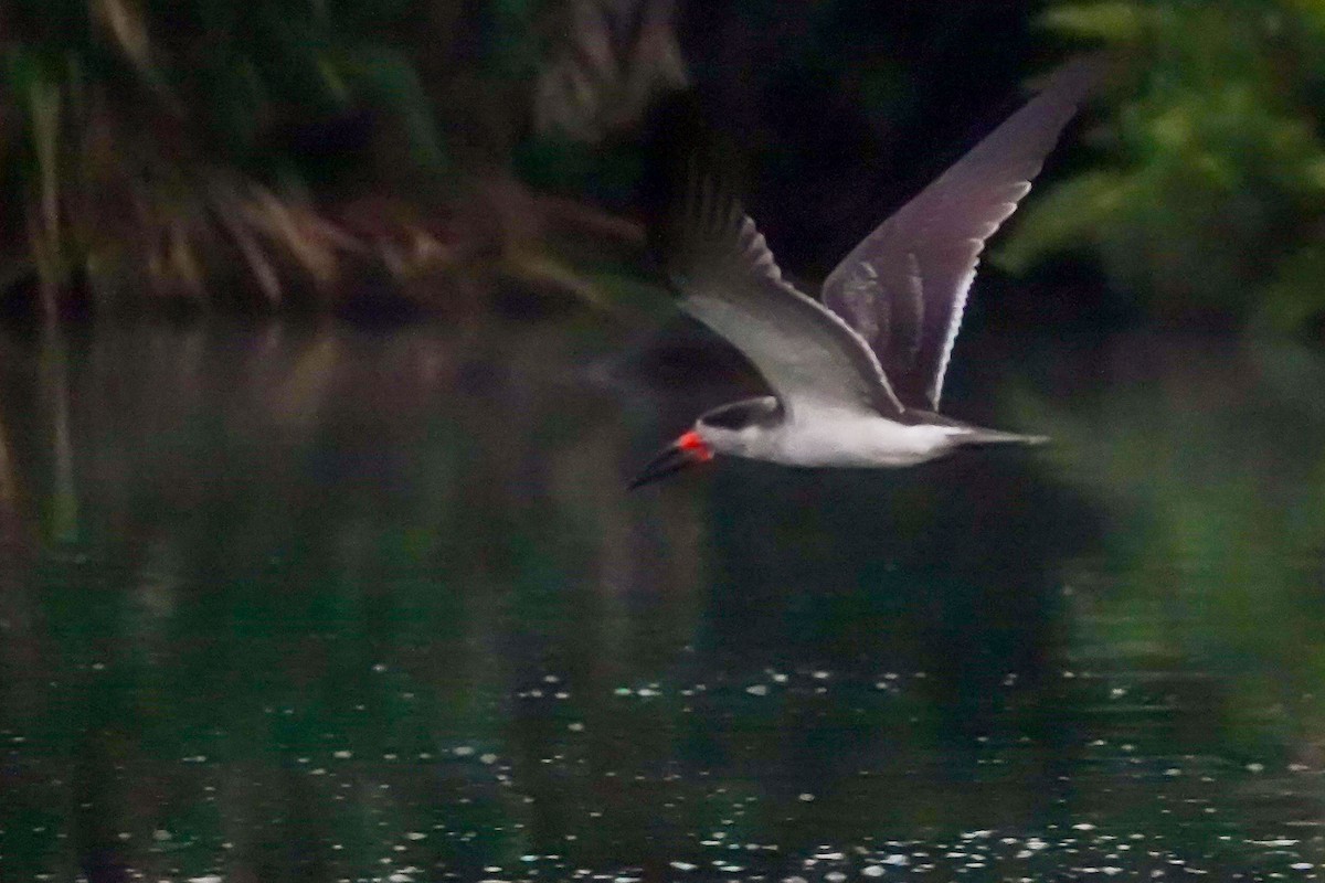 Black Skimmer - Celesta von Chamier