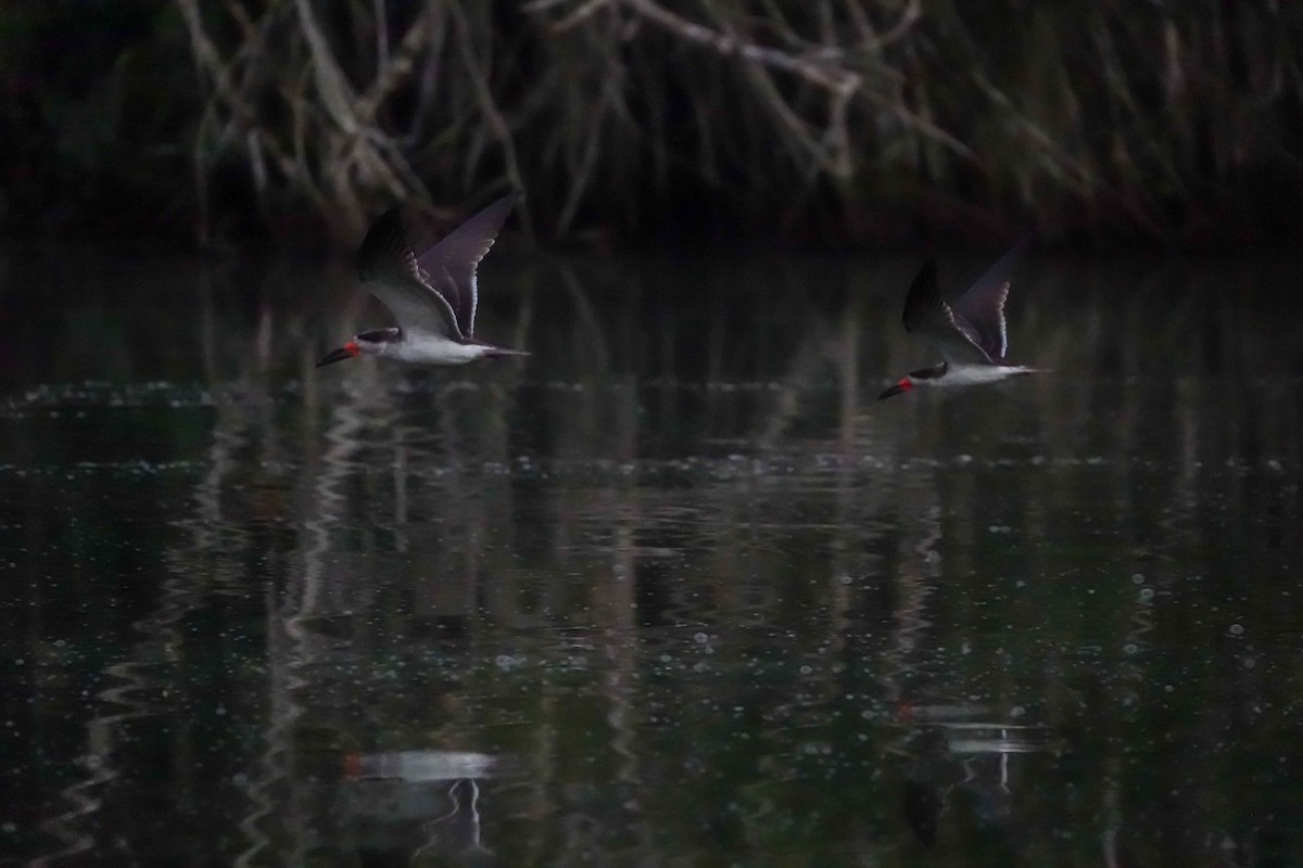 Black Skimmer - Celesta von Chamier