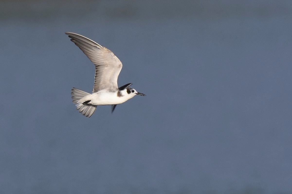 Black Tern - Brandon Caswell