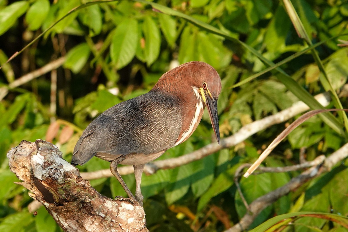 Rufescent Tiger-Heron - Celesta von Chamier