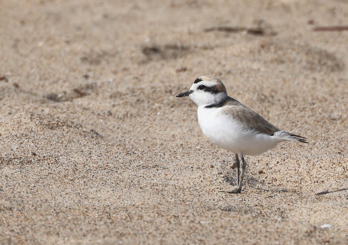 Snowy Plover - Tracy Drake