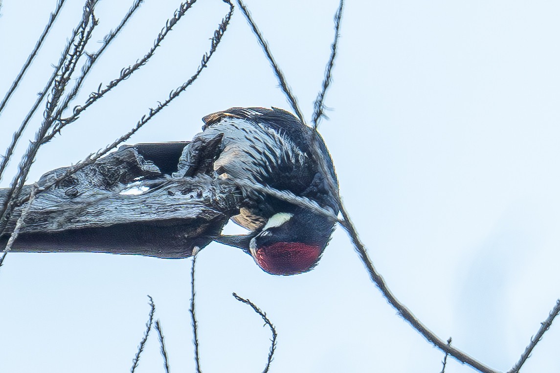 Acorn Woodpecker - Xiang Gao
