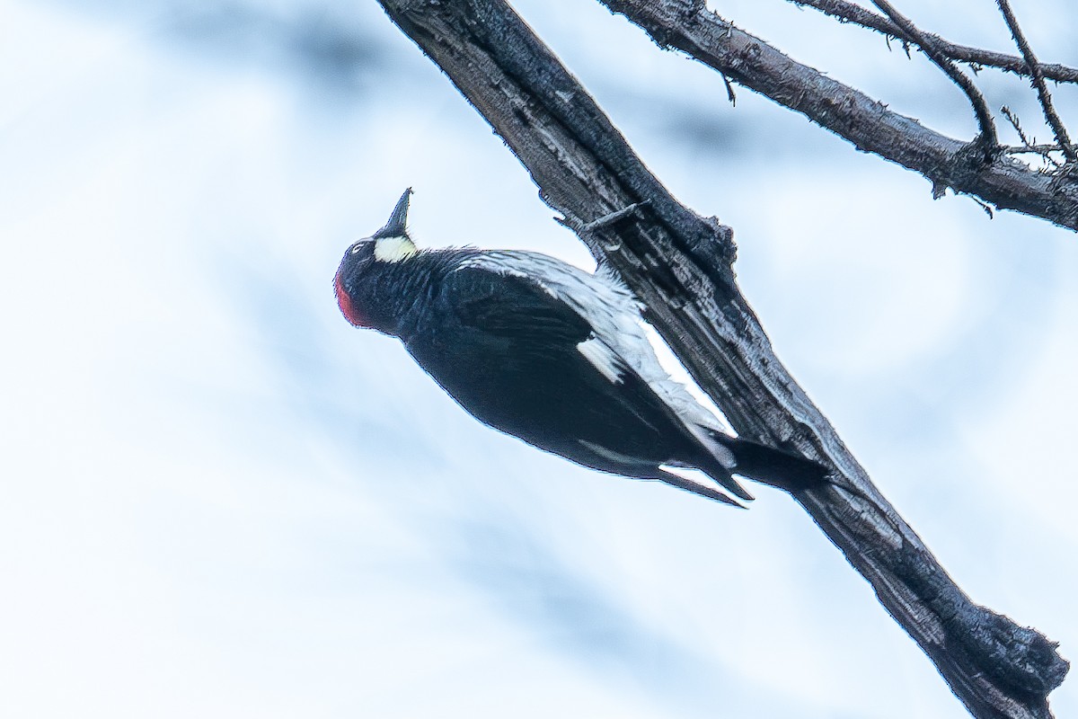 Acorn Woodpecker - ML619552671