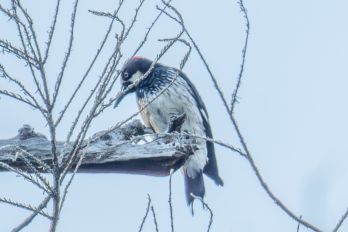 Acorn Woodpecker - Xiang Gao