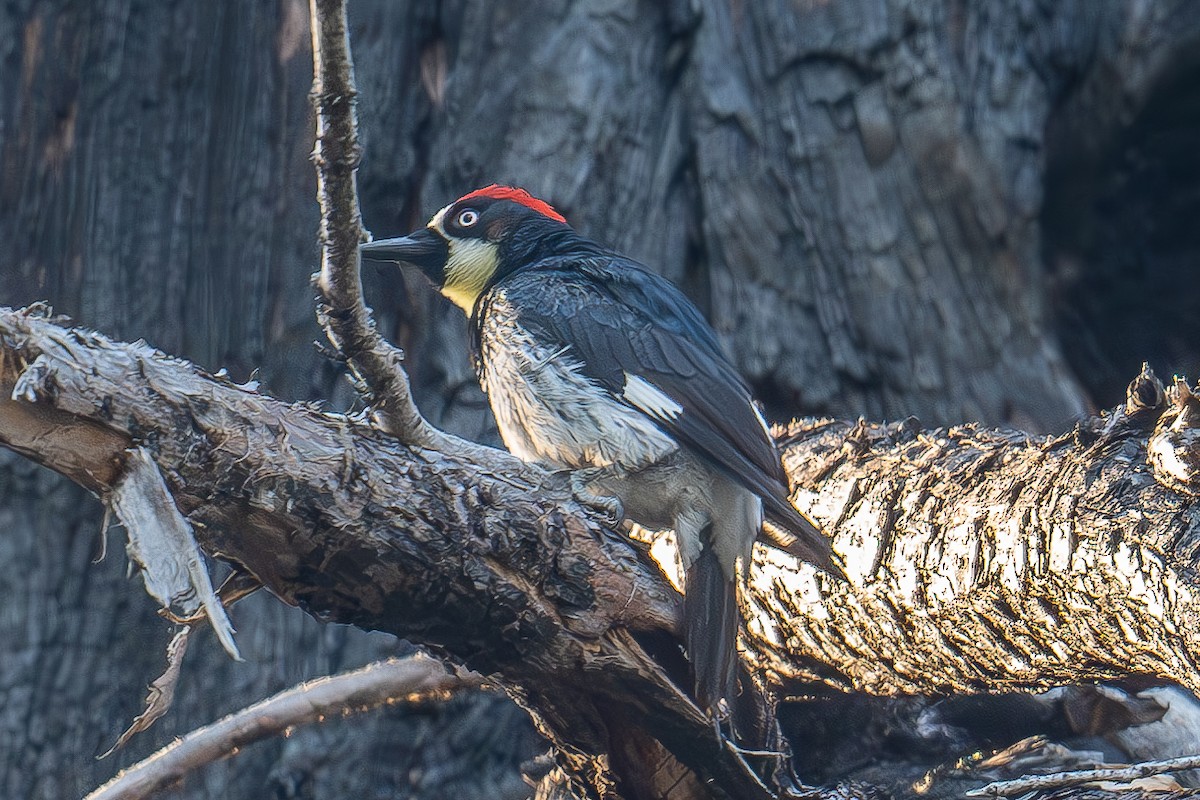 Acorn Woodpecker - ML619552675