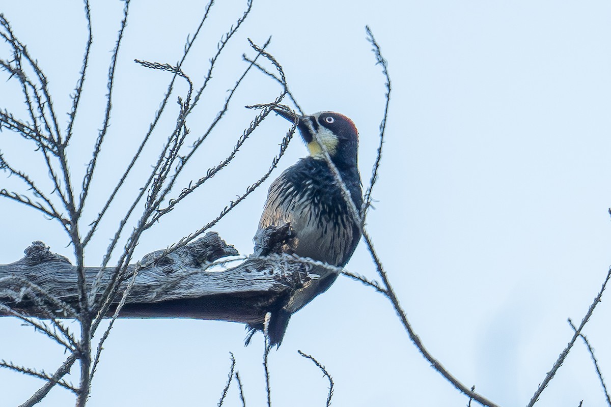 Acorn Woodpecker - Xiang Gao