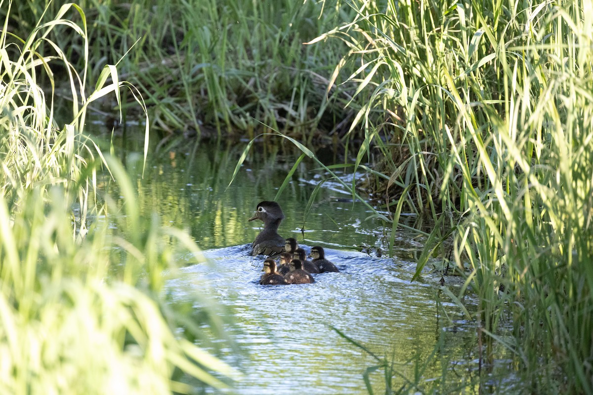 Wood Duck - Anonymous