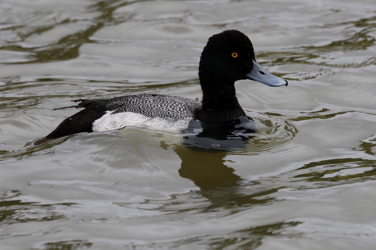 Lesser Scaup - Torgil Zethson