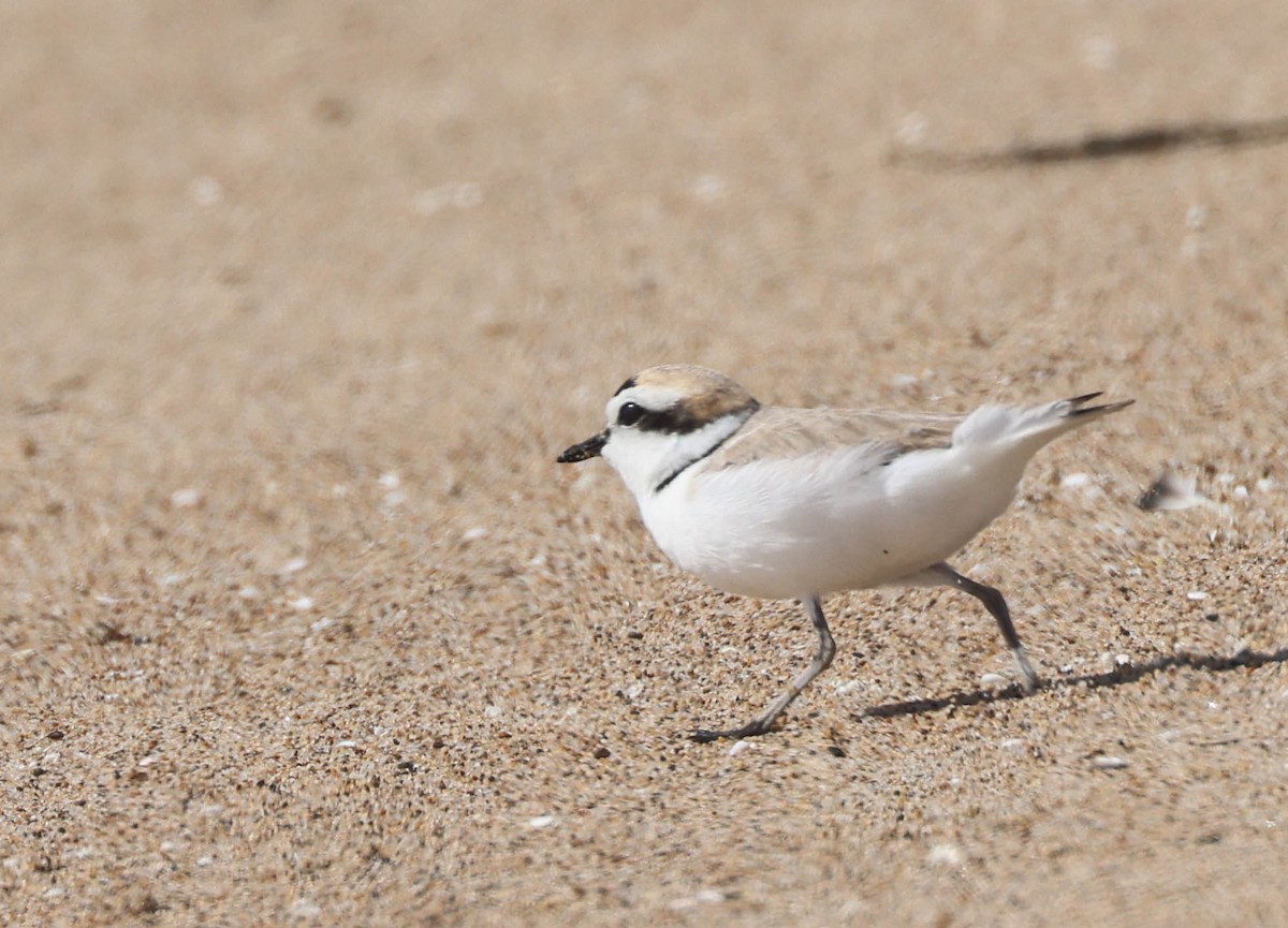 Snowy Plover - Tracy Drake