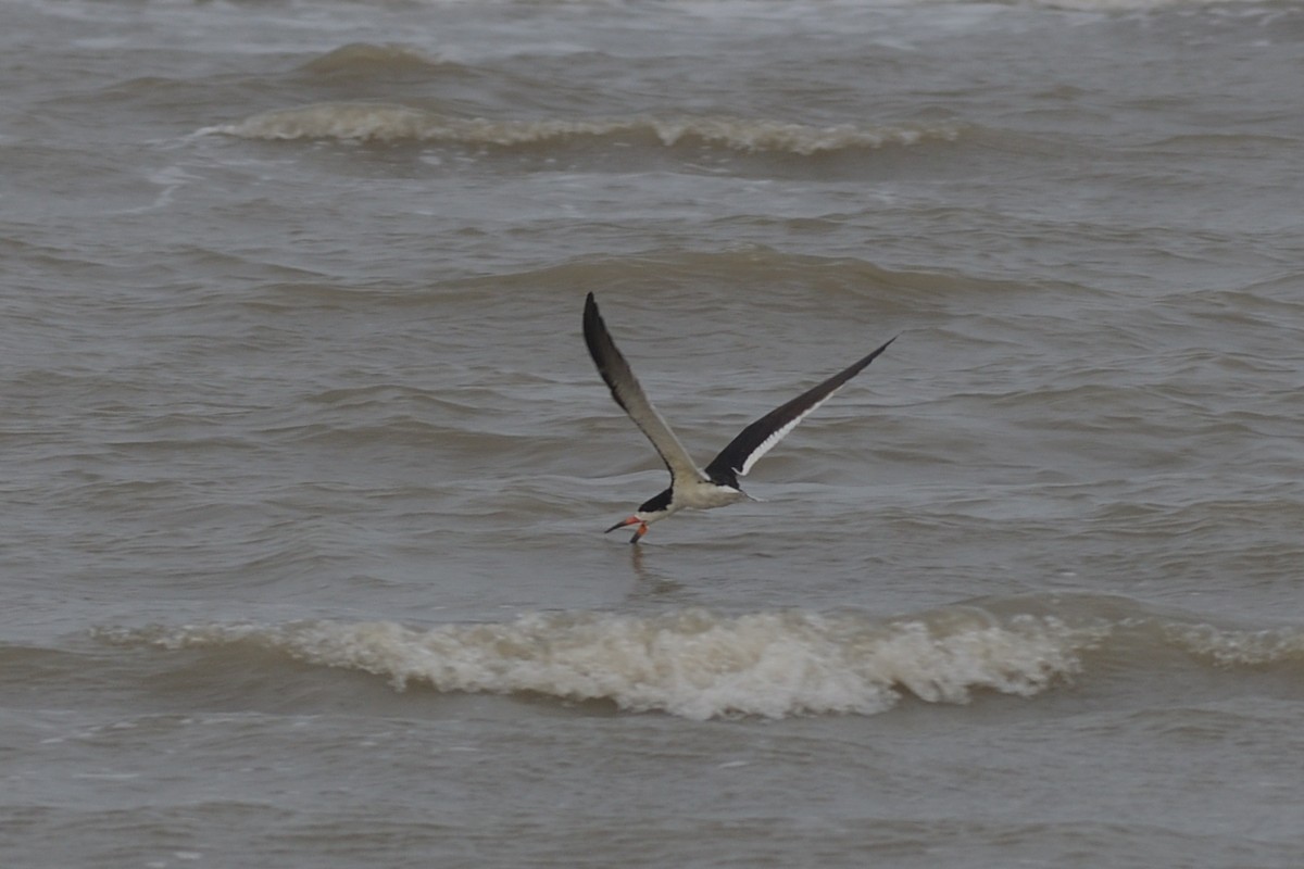 Black Skimmer - M Kelly