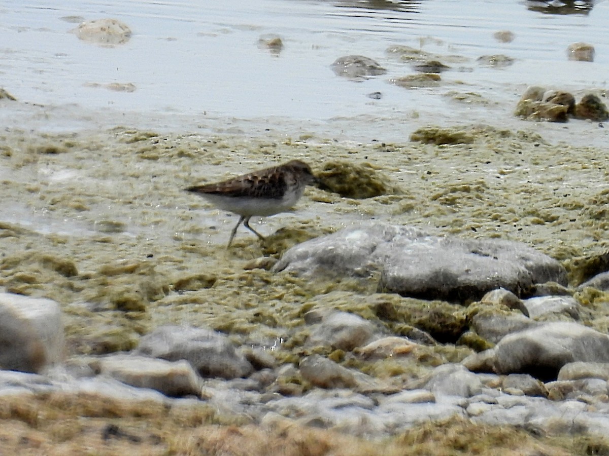 Least Sandpiper - Melody Walsh