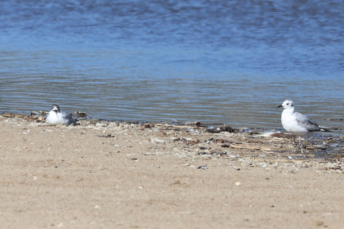 Bonaparte's Gull - ML619552689