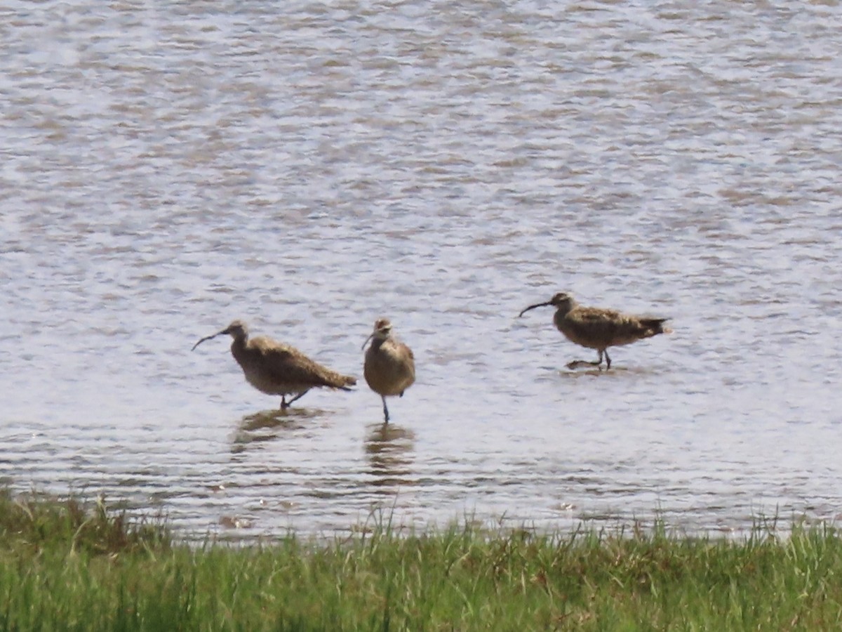 Whimbrel - Joan Baker